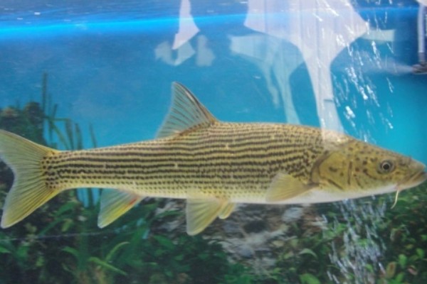 花鲈鲤是什么鱼?