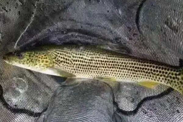 花鲈鲤是什么鱼?