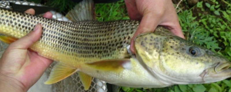 花鲈鲤是什么鱼？