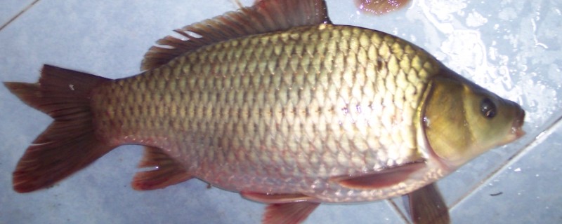 芙蓉鲤鲫是什么鱼？