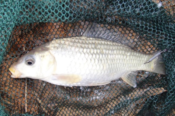 芙蓉鲤鲫是什么鱼?