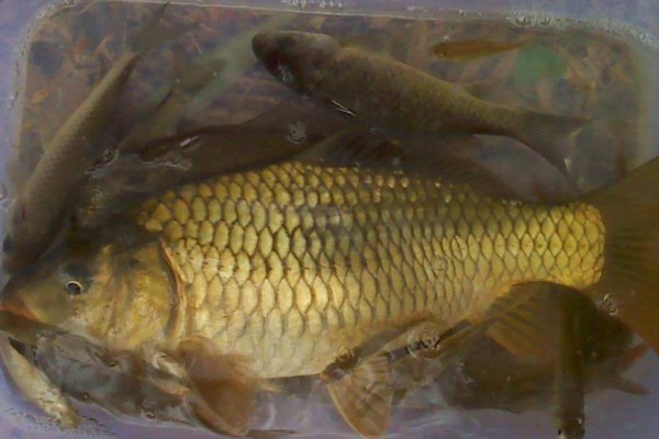 芙蓉鲤鲫是什么鱼?