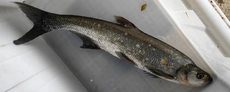 翘嘴鲤是什么鱼？