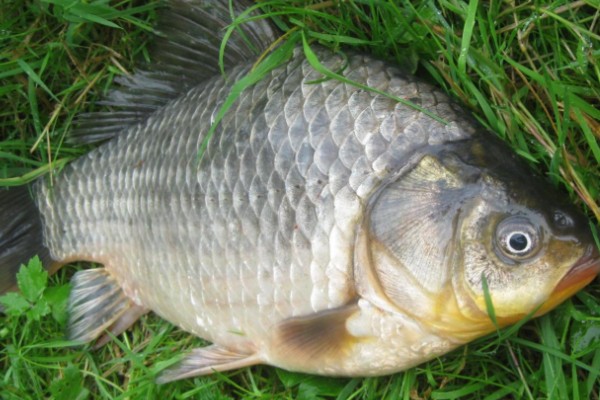 黑龙江野鲤是什么鱼?