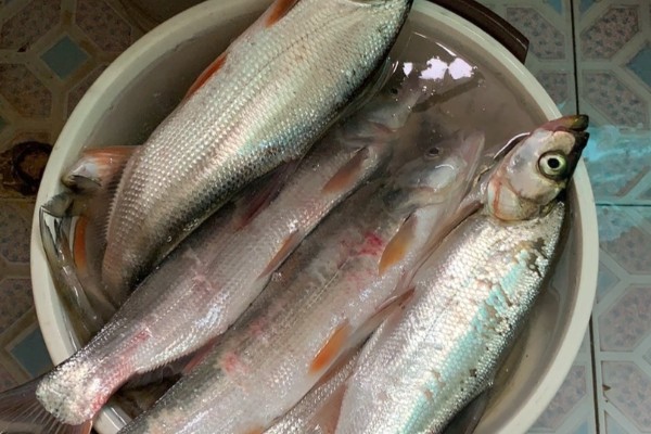 翘嘴鲤是什么鱼?