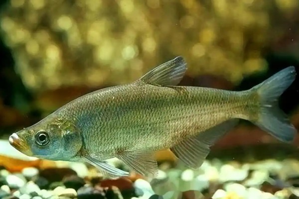 翘嘴鲤是什么鱼?