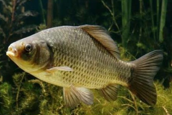 黑龙江野鲤是什么鱼?