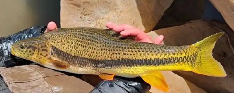 鲈鲤是什么鱼？