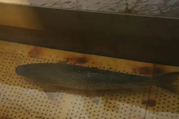 金沙鲈鲤是什么鱼?