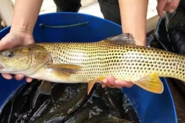 金沙鲈鲤是什么鱼?