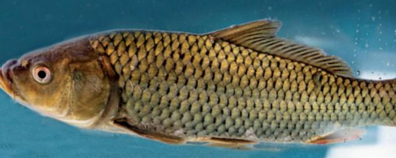 洱海鲤是什么鱼？