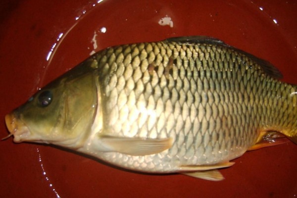 杞麓鲤是什么鱼？