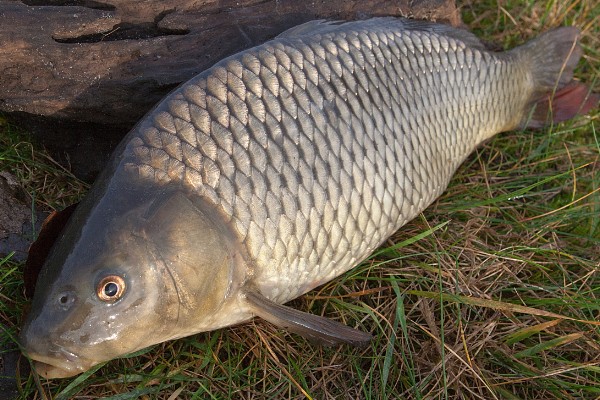 杞麓鲤是什么鱼？
