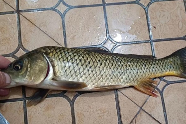 杞麓鲤是什么鱼？