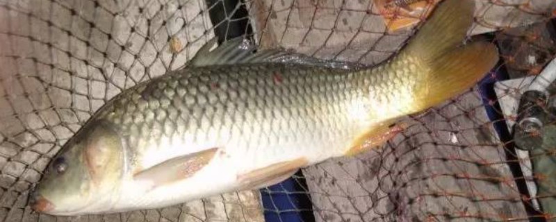 春鲤是什么鱼？