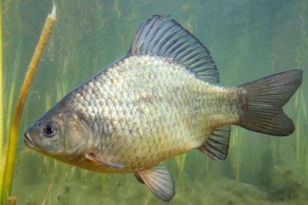 春鲤是什么鱼？