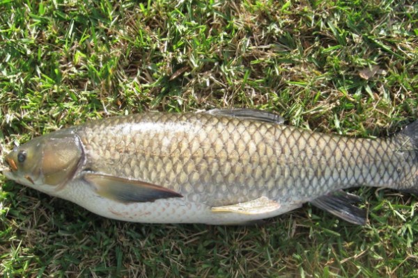 春鲤是什么鱼？