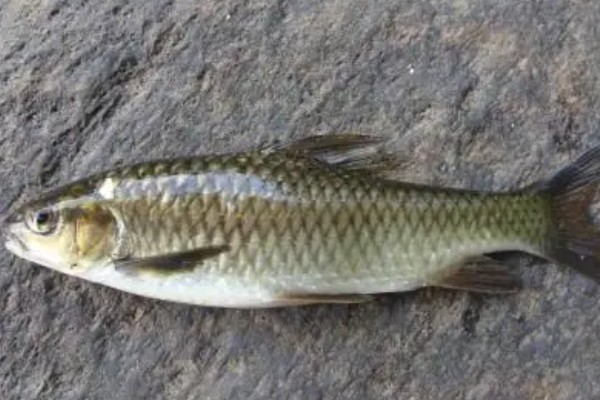 春鲤是什么鱼？