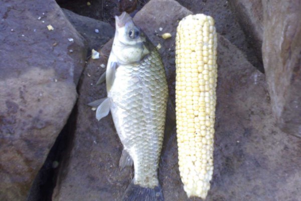 抚仙鲤是什么鱼？