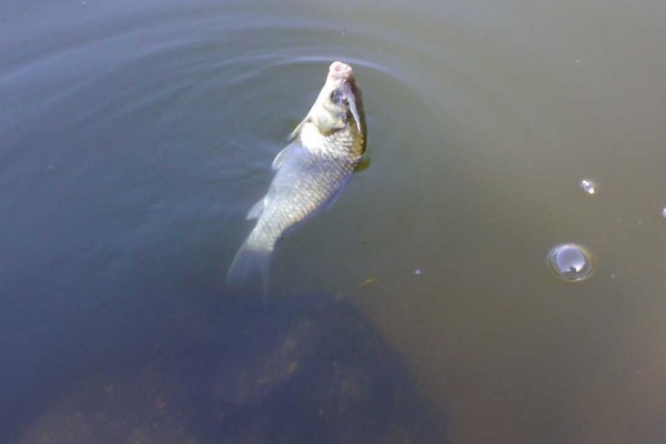 抚仙鲤是什么鱼？