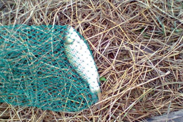 抚仙鲤是什么鱼？