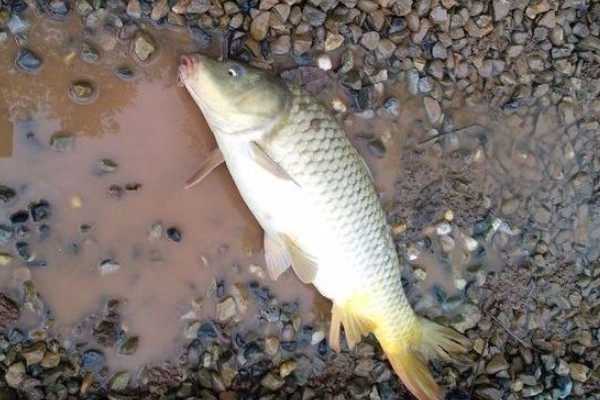 抚仙鲤是什么鱼？