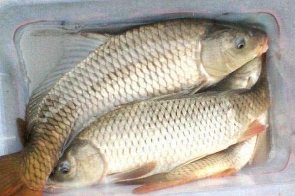 张氏鲈鲤是什么鱼?