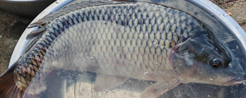 张氏鲈鲤是什么鱼？