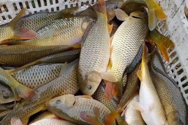 张氏鲈鲤是什么鱼?