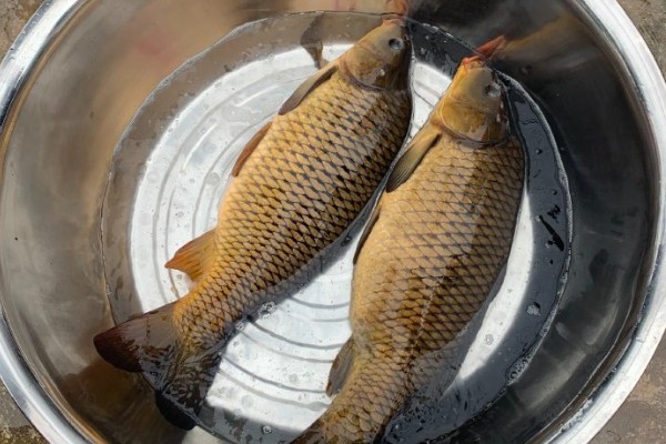 张氏鲈鲤是什么鱼?