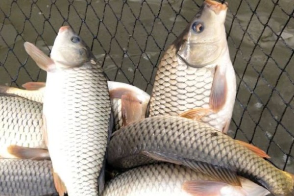 张氏鲈鲤是什么鱼?