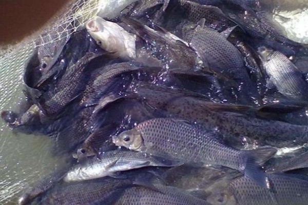 岩原鲤是什么鱼？