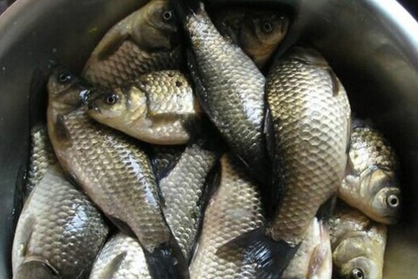 岩原鲤是什么鱼？