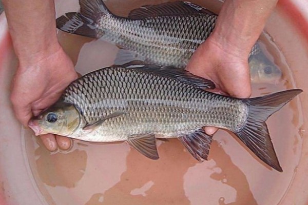 岩原鲤是什么鱼？