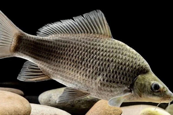 岩原鲤是什么鱼？