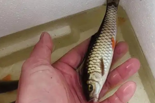 尖鳍鲤是什么鱼？