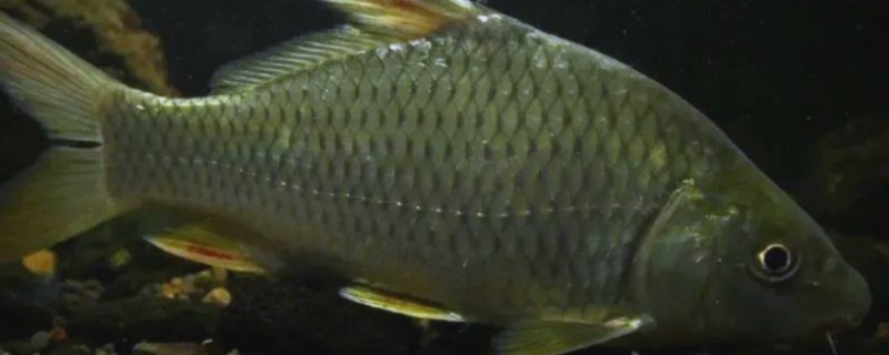 尖鳍鲤是什么鱼？