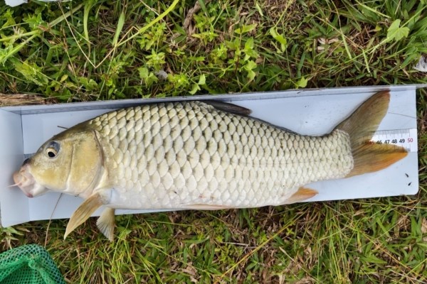 尖鳍鲤是什么鱼？