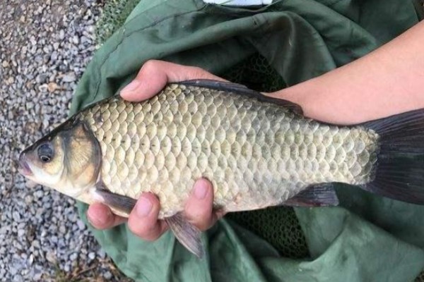 尖鳍鲤是什么鱼？