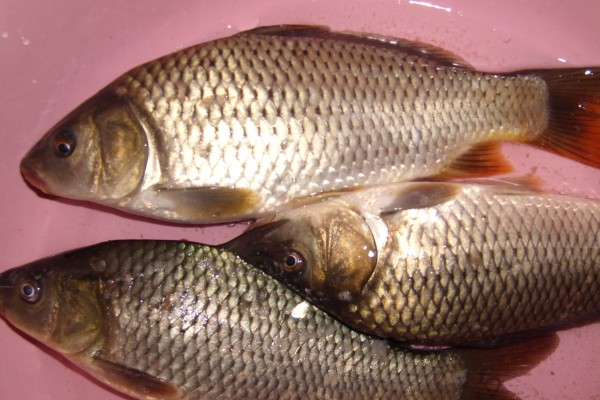 小鲤是什么鱼？