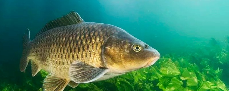 小鲤是什么鱼？