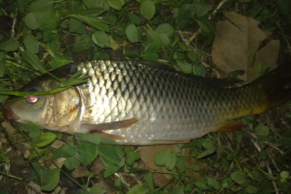 小鲤是什么鱼？