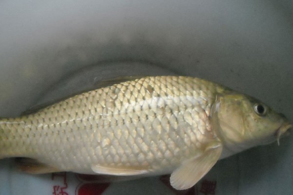 小鲤是什么鱼？