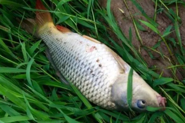 小鲤是什么鱼？