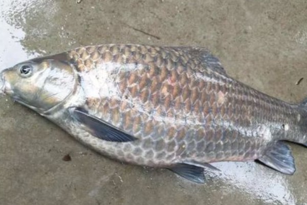 大眼鲤是什么鱼？