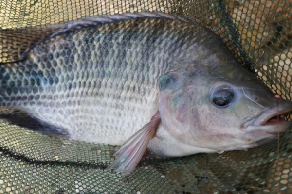 大眼鲤是什么鱼？