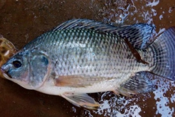 大眼鲤是什么鱼？