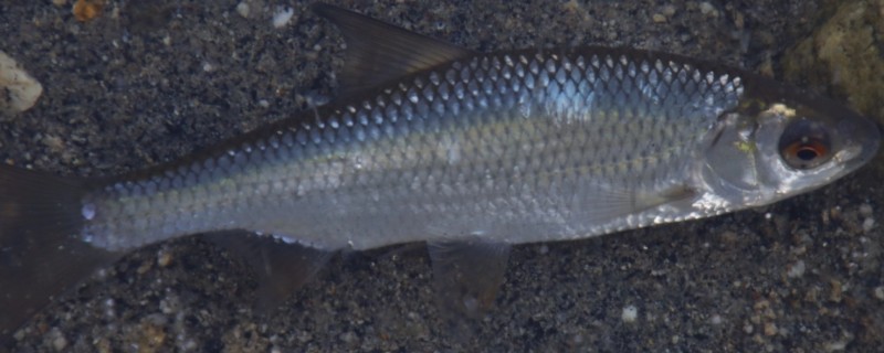 湖拟鲤是什么鱼？