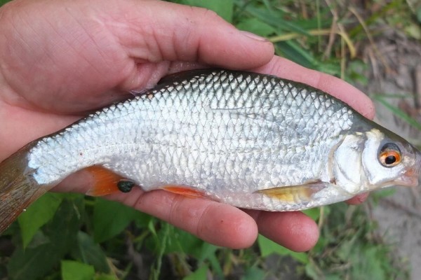 湖拟鲤是什么鱼？