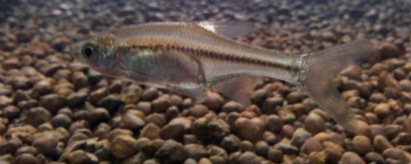 台湾梅氏鳊是什么鱼？